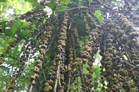 Филы - место, где сбываются мечты, но не планы. Luzon (Banahao, Subic Bay), Siargao, февраль/март 2017