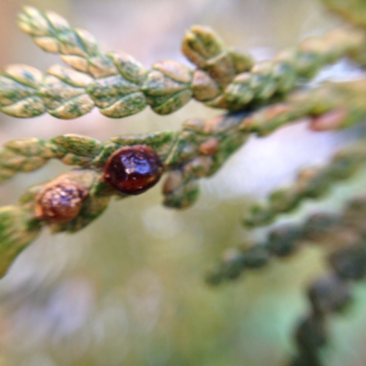 Cedar leaf miner