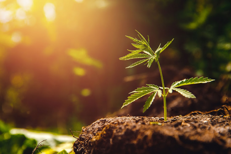 Hemp can help can decontaminate radioactive soil.