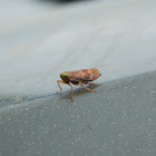 Leafhopper (female)