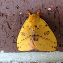 Io Moth