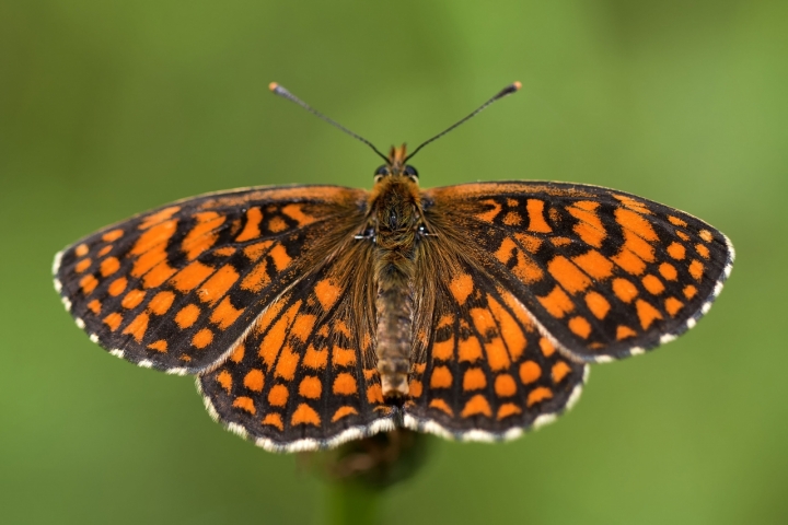 The Butterfly di Massimo Tiozzo