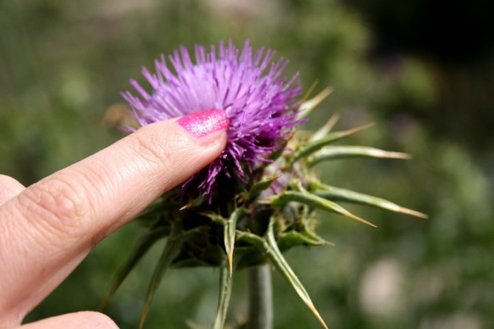 FIORE SELVAGGIO di Saverio76