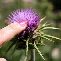 FIORE SELVAGGIO di 