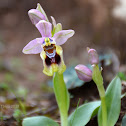 Sawfly orchid