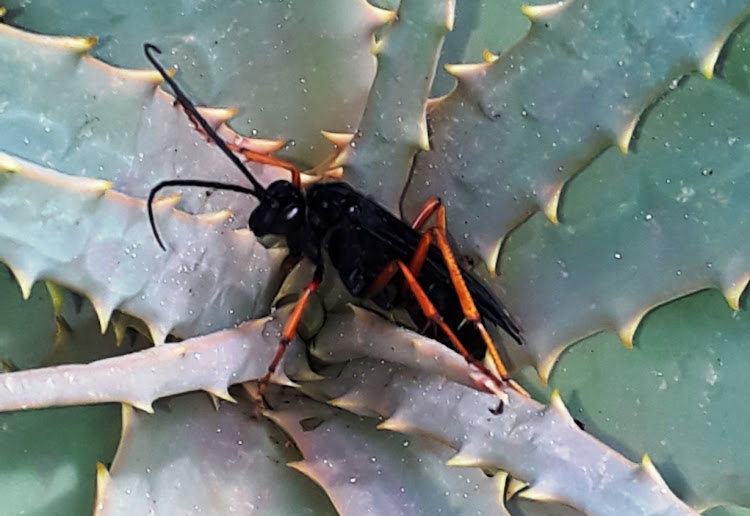 A wasp was photographed in Cape Town's southern suburbs in April 2019.