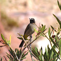 White-spectacled bulbul