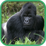 Real Gorilla Simulator Apk