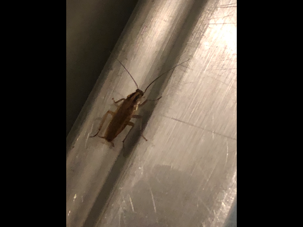 American Cockroach