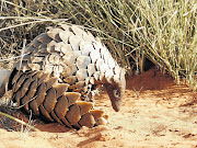 ARMOUR PLATING: The ground pangolin rolls into a ball when threatened, but this resourceful mechanism doesn't protect it against electric fences