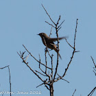 Black Redstart; Colirrojo Tizón