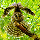 Barred owl