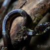 Malayn Bridle Snake