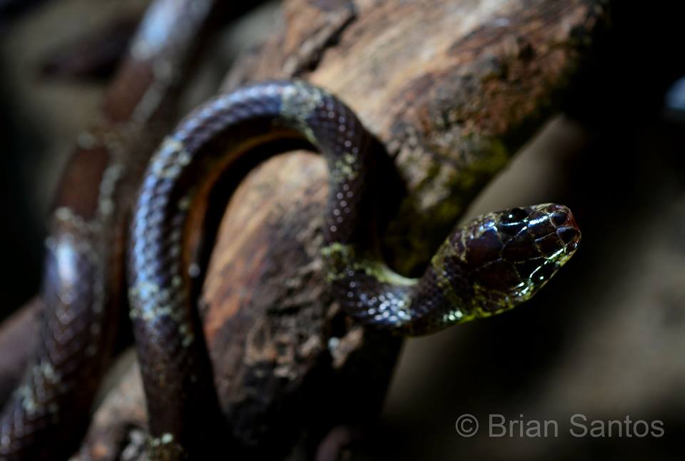 Malayn Bridle Snake