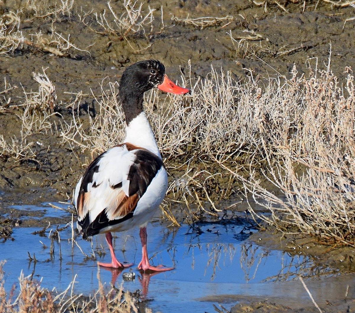 Shelduck