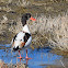 Shelduck