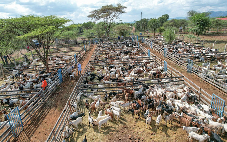 Goats during the Kimalel Goat Auction in Baringo County on December 14, 2023.