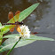 Eastern Amberwing