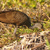 Limpkin