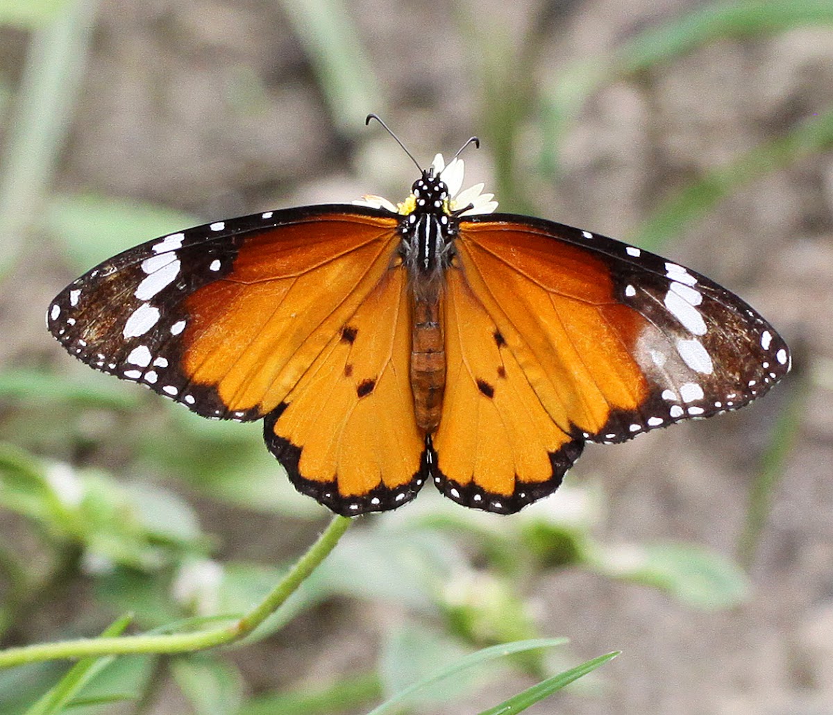 Plain Tiger Male