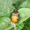 Meloid Beetle