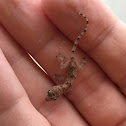 Common House Gecko