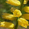 Yellow Colicroot