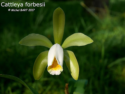 Cattleya forbesii RHX706rUKX0VSeVUbLZQhvjx6eLWVQ3sR4pN1cd8VXaWu0XDD9qJVtxykQaIP8-SVzYtZILsFQSSUO_KylLnQ3ebaomLeKY3LfmW-b-gUWx5py7eSGqRlyAsgvxaLnJNo_wYDUNxfWq3NeDpmsjpPxPzrycbHs9H5vEjcDHM9zSxe95W8XtaUVY0WQpcYdYzjDZwlTkigpWEUY4ASbLqdkYkAsFYouC_58ciHY3PDvh9NQvcfJ44IFNLEcHDiOihOFQD-L99F2ttprFqcJbHVveM8A0U9X-FDrYuWCofIqB24xsK0mVyWq5Psdy_VB-IhnD0WwxB3qIhJ8u2CSskCdGNmPxwDKU7DuLlNN5ua6JraV81D9I68LSYR5Ny36QirvmzYrGOsesTr_rQOo6tIa2o75wG3bzF82jcEJShRxcMvz00K3M2w0cPjyR0fqUk4ehLGDmDbwqqWDluXL70wohZyvPs6J5Fc4SptOAOKO451NbtXCAg1Nbw7yUBXKFJduRlDiUqHjVTrEcniISgrw3ikFWCKk1ngYVZI6a1Z9Uq3M0Ln3aVvlb456FsapWmX7sJ4WyjuMaqSA-mH0F8jQpU6x-OtzlZFztS6BTnkgA1GoVwYBN-=w437-h328-no