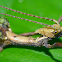 Stick Insect, Phasmid - Male