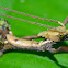 Stick Insect, Phasmid - Male