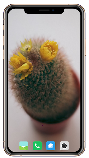 Cactus Flowers HD Wallpaper