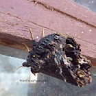 Erebid Moth