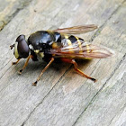 Yellow-barred Peat Hoverfly