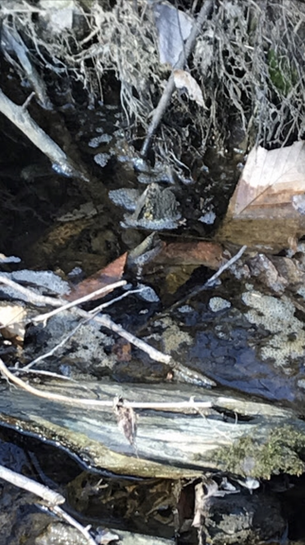 Eastern American Toad