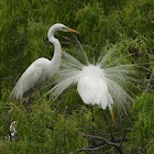 Great egret