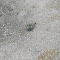 Mollusca de Islas de la Bahía, Honduras