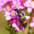 Blister Beetle