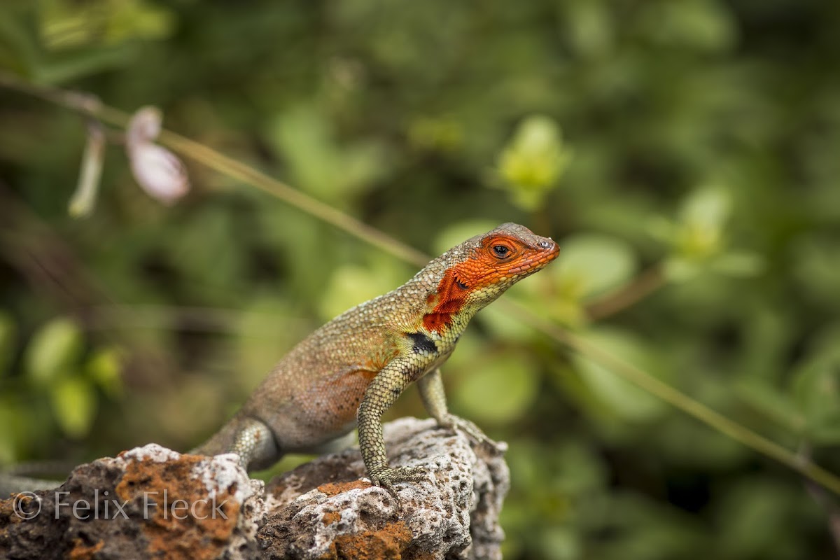 Galápagos Lava Lizard