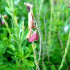 Inornate pyrausta moth