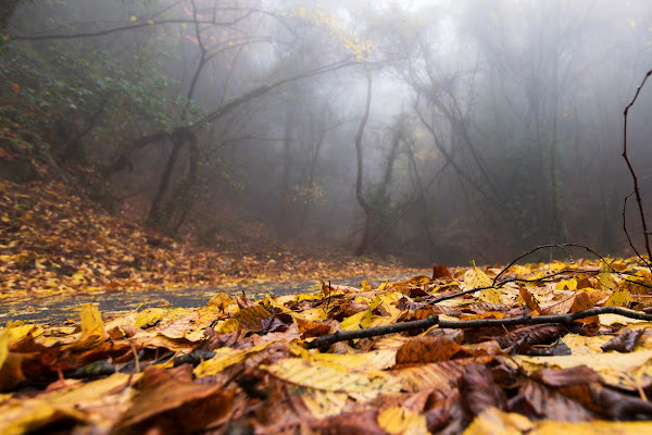 Colori e clima autunnale di guazzini.com