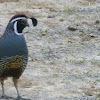 California quail