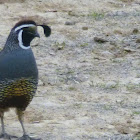 California quail