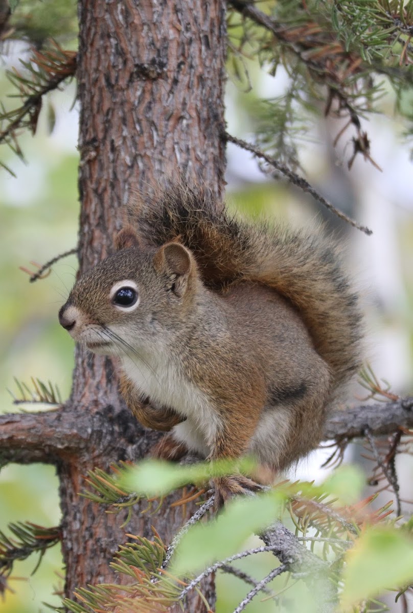 American Red Squirrel