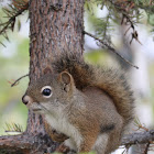 American Red Squirrel