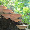 Trametes lactinea