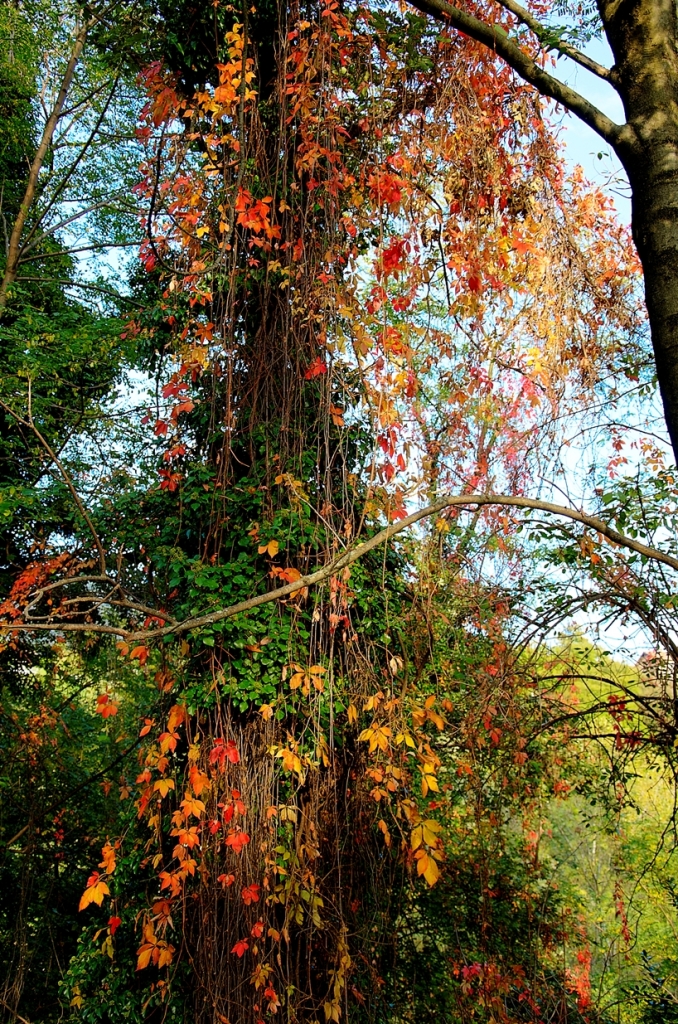 Cascata d'autunno di lele.r