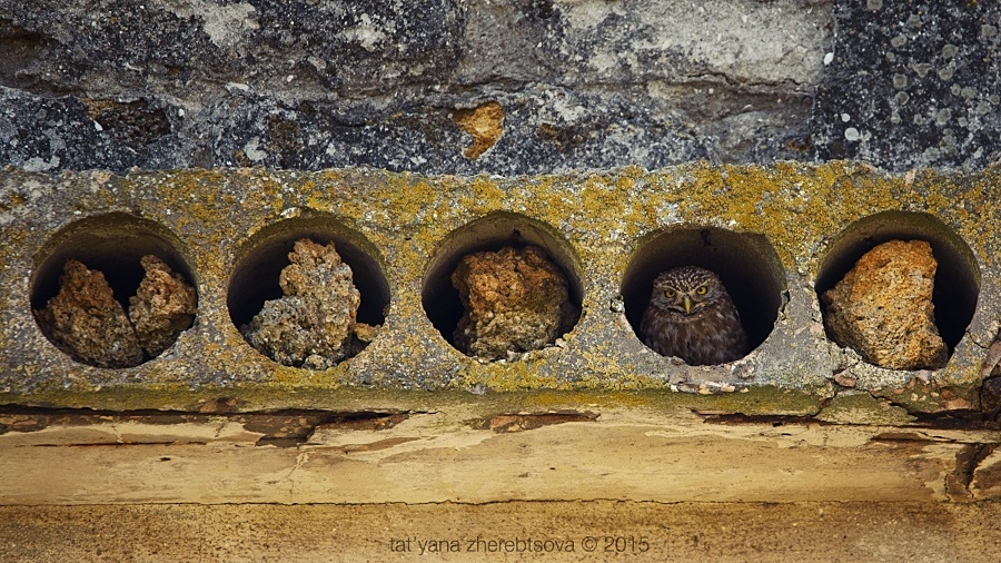 wildlife.crimea.ua