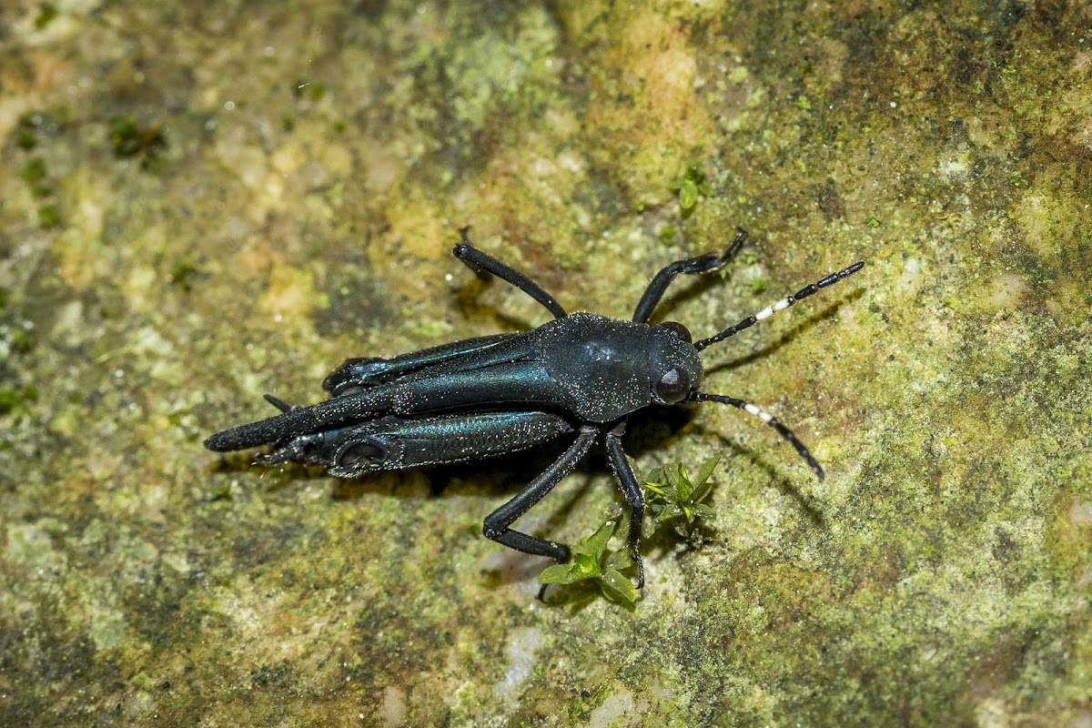 Pygmy Mole Cricket