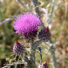 Cardoon