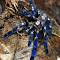 Item logo image for Poecilotheria Metallica